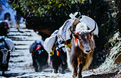 Trek me Nepal