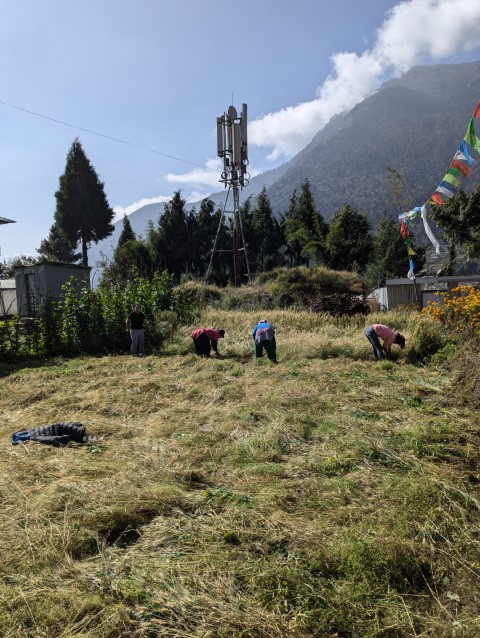 Phakding Vegetation