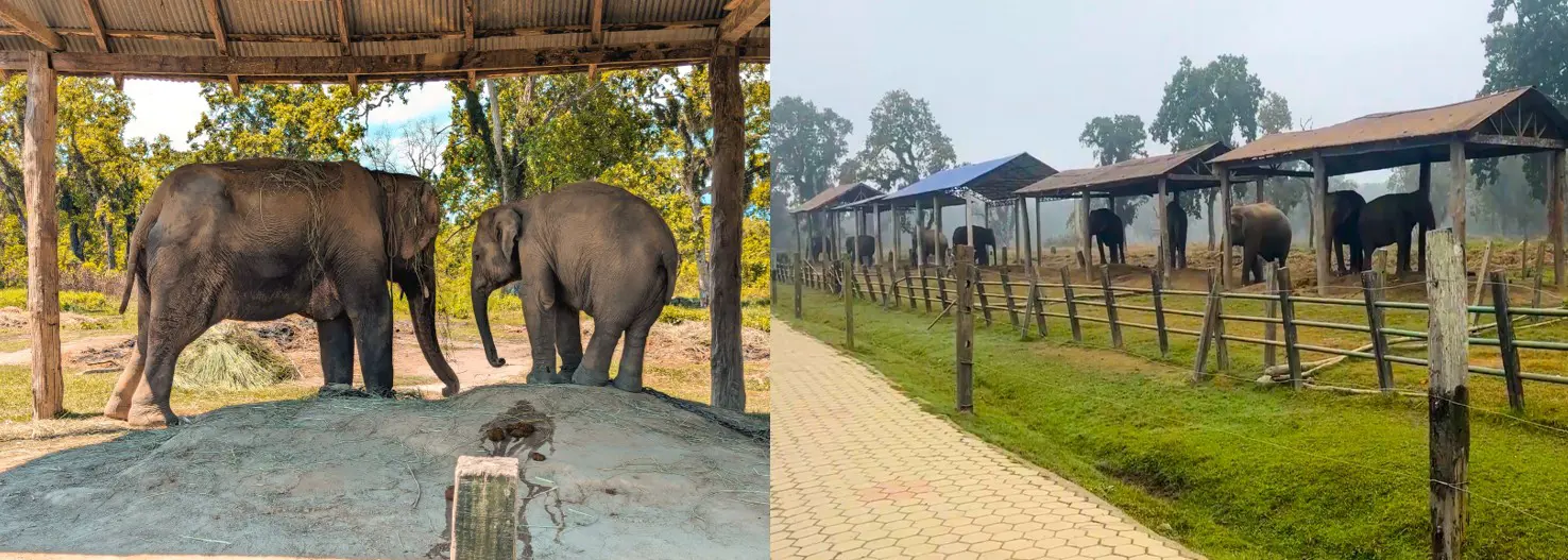 Elephant Breeding Center (Best place to visit in Chitwan)