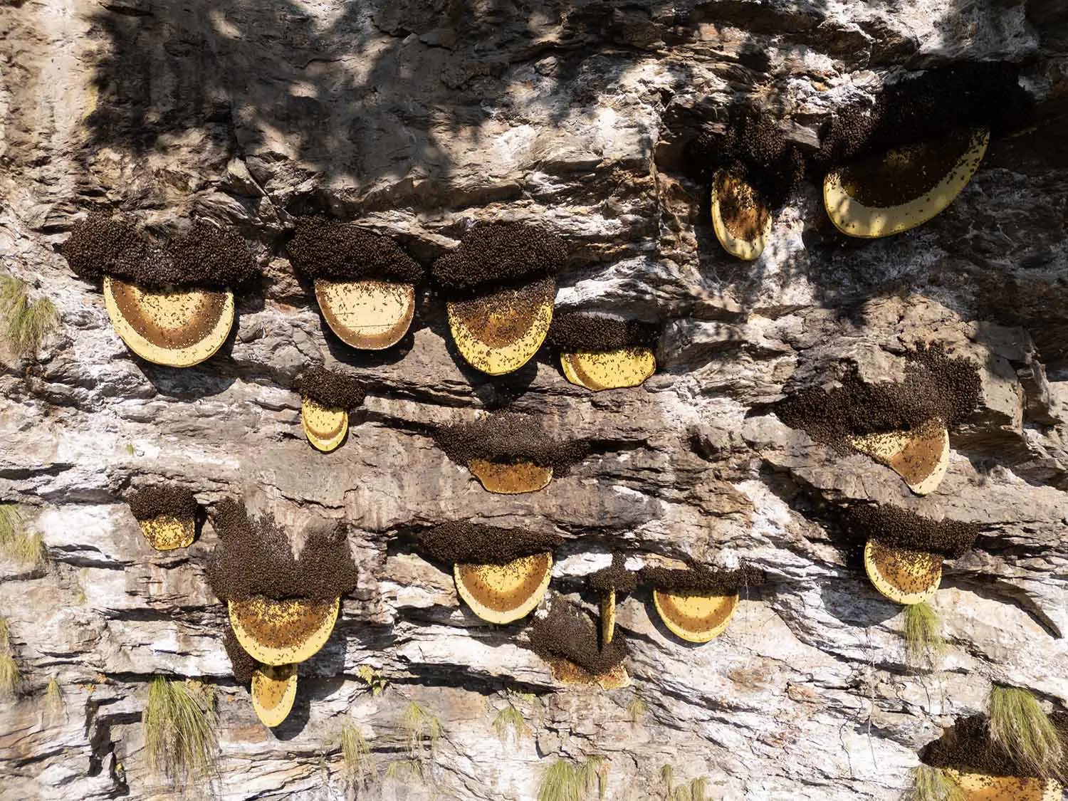 Geography & Harvesting Season of Mad Honey
