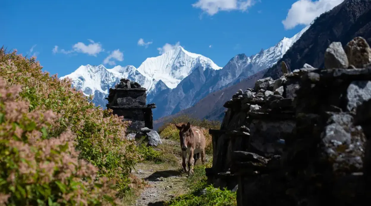 Langtang Valley Trek-11 Days Langtang Valley Trek-11 Days