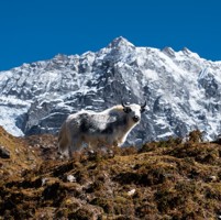 Langtang Region