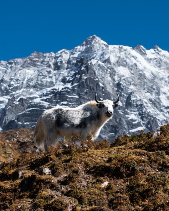 Langtang Region