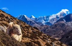 Everest Base Camp, Cho-La Pass, and Gokyo Trek