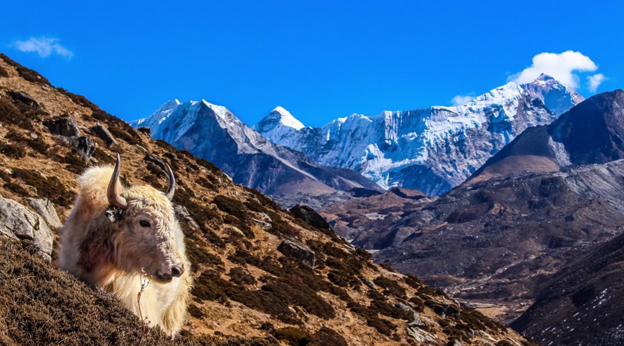 Everest Base Camp, Cho-La Pass, and Gokyo Trek