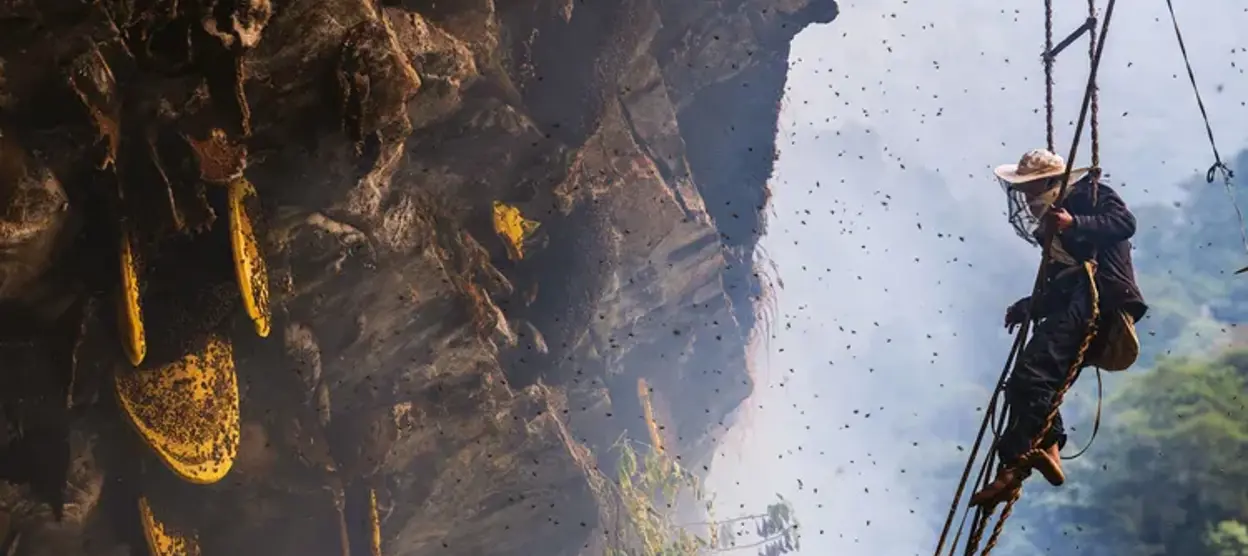 Mad Honey Nepal: Explore the Hallucinogenic Tradition of Himalayan Honey Hunting