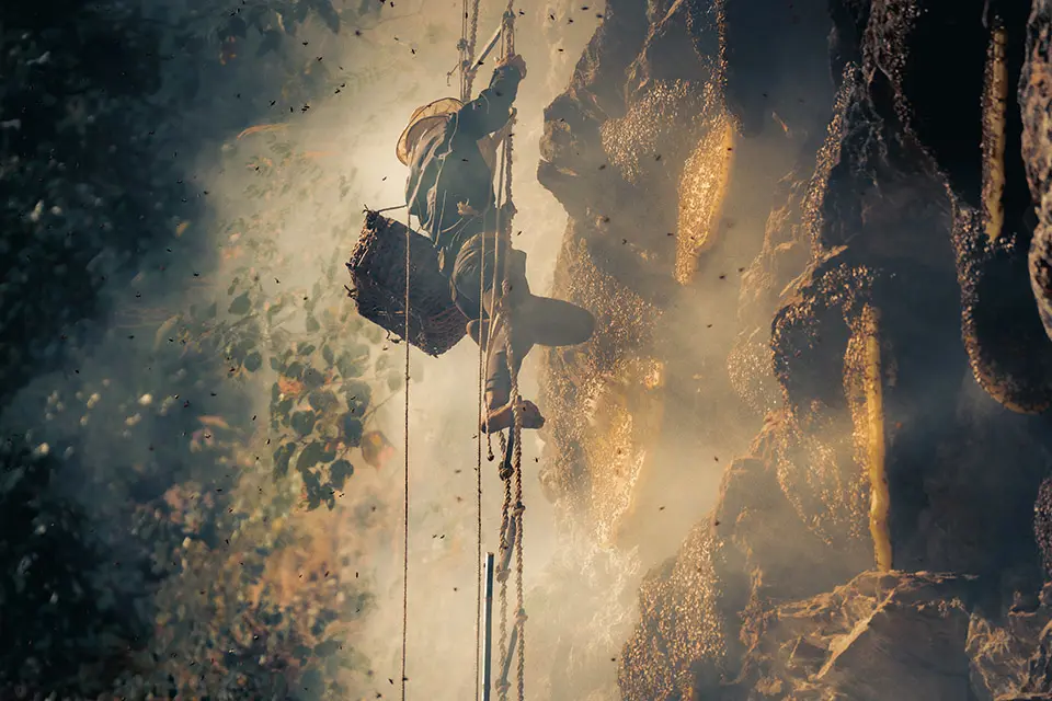 Traditional Harvesting Methods and Modern Challenges