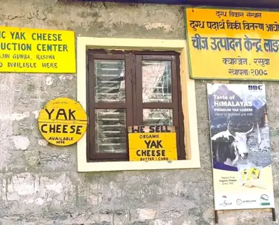 Nepal’s First Yak Cheese Factory in Langtang | A Taste of Himalayan Heritage at Kyanjin Gompa