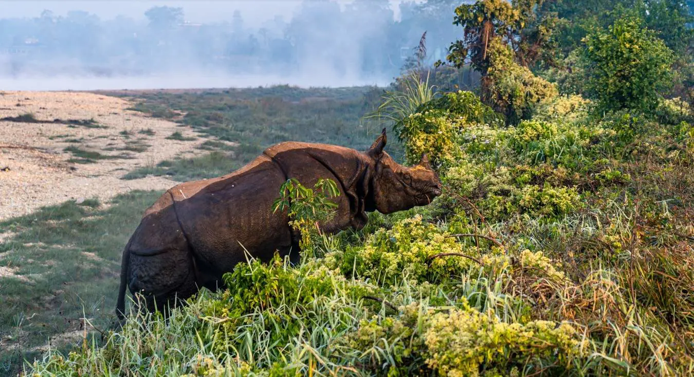 Rhino Sightings (Best Places to Visit in Chitwan)
