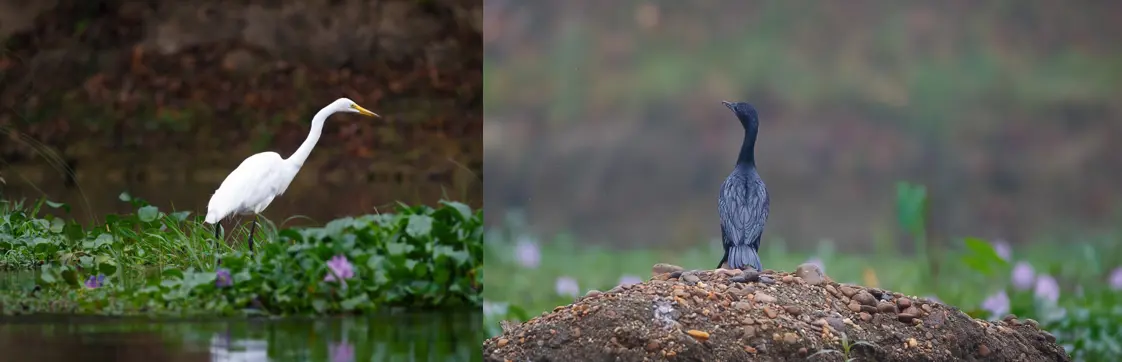 BirdWatching in Chitwan (Best Places to Visit in Chitwan)
