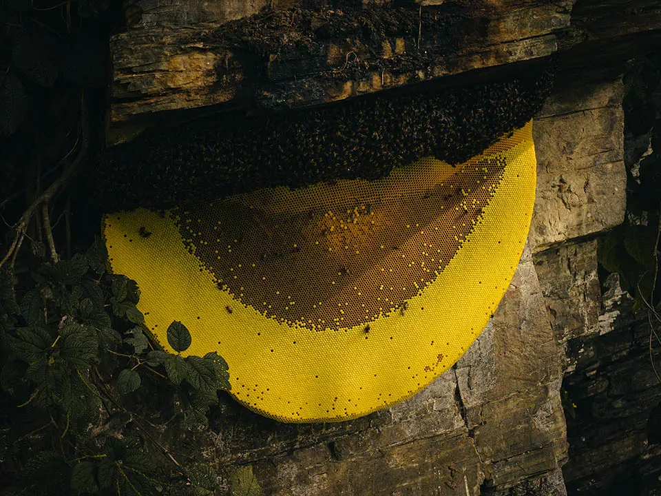 What Makes Mad Honey Hallucinogenic?