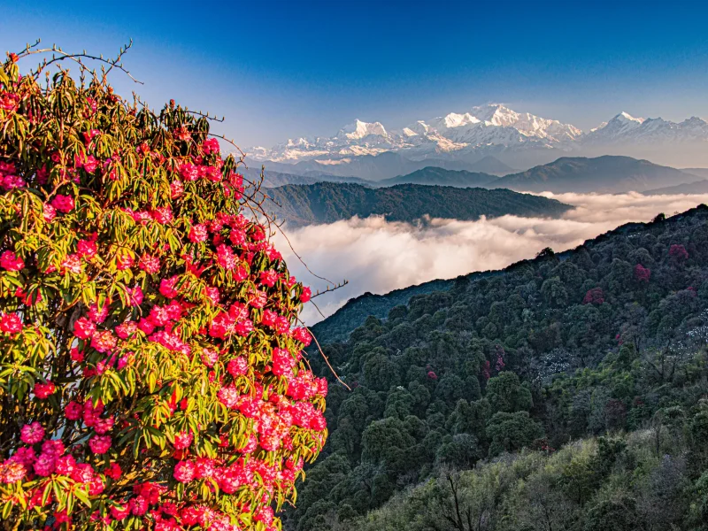 rhododendron forest