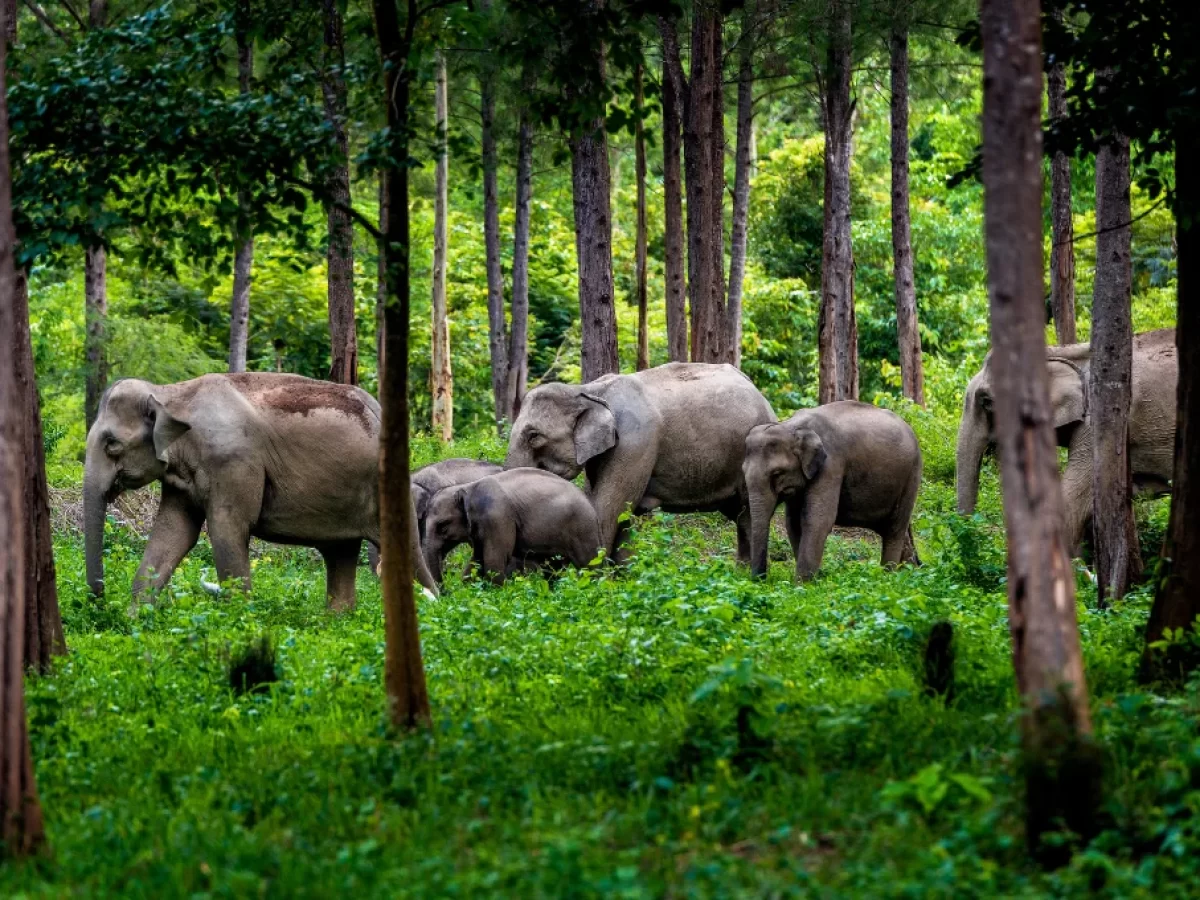 Asian-wild-elephant-Kuiburi-National-Park-Thailand