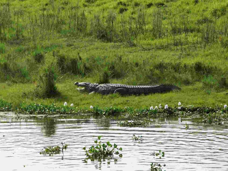 Chitwan National Park