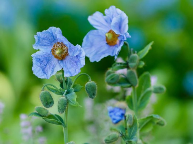 Himalayan Poppy (Meconopsis grandis)- The Blue Beauty