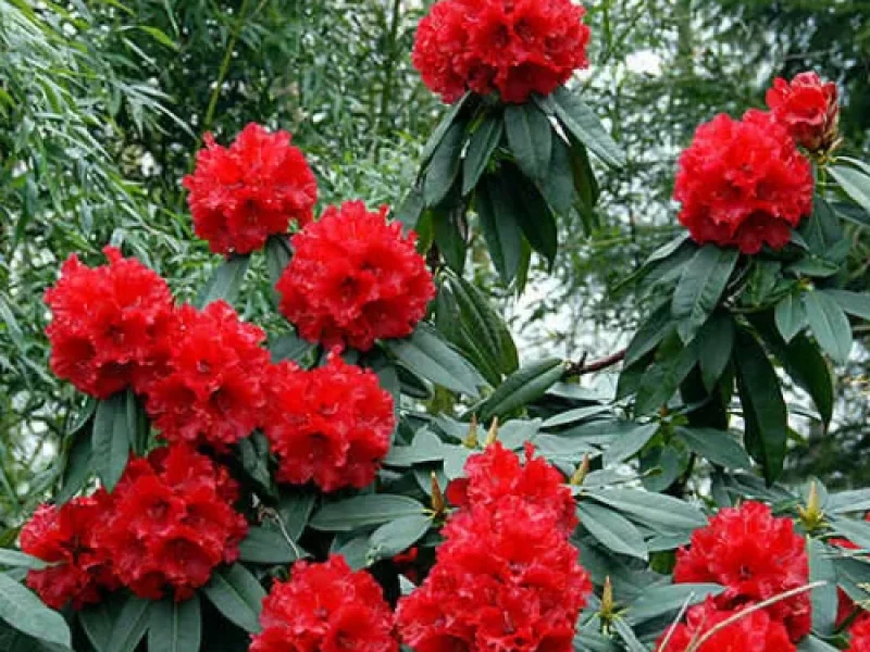 Rhododendron- The Vibrant Healer