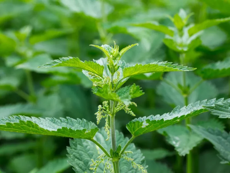 Nettle (Urtica Dioica)- The Versatile Healer