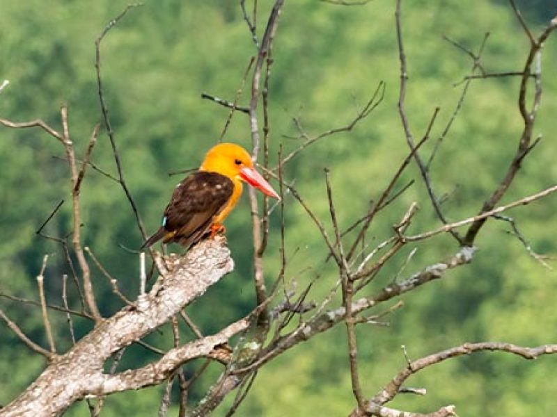 Bird Watching In Bandipur